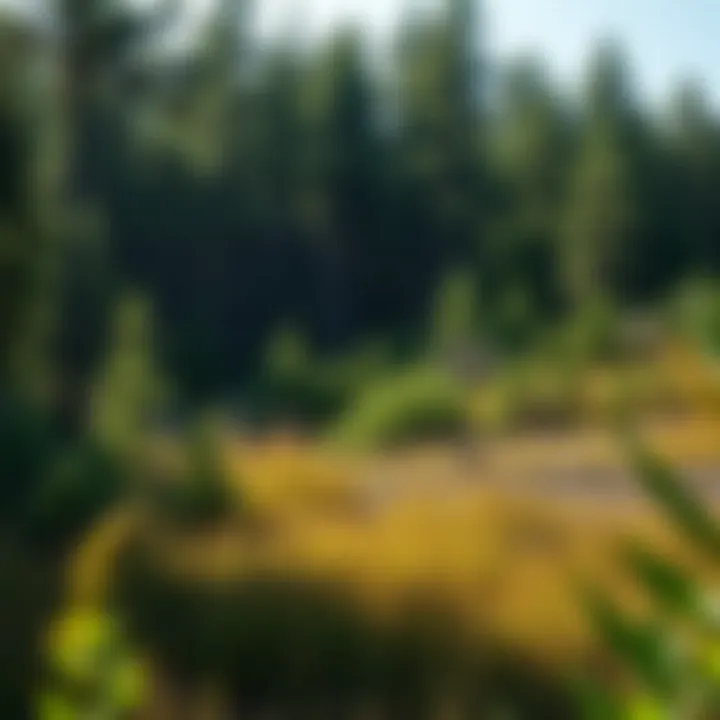 An overview of a forest area post-treatment with herbicides