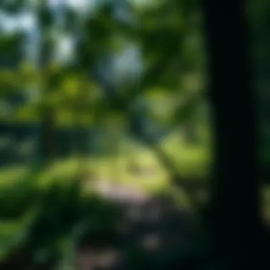 A lush woodland area demonstrating effective management practices