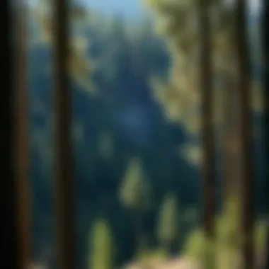 Sustainable Practices in Forestry Visual representation of sustainable forest management practices using tree weight data