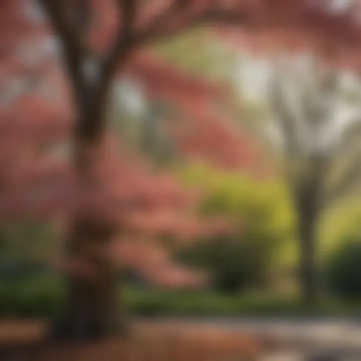 A vibrant flowering dogwood tree in full bloom during springtime.