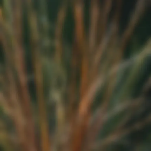 Close-up view of buffelgrass seed showcasing its unique structure.