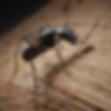 Close-up of carpenter ant on wood