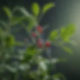 Chemical structure of dicamba
