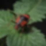 A close-up view of an eastern boxelder bug resting on a leaf