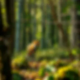 A serene woodland scene showcasing the natural habitat of a red fox.