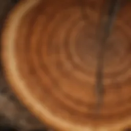 Cross-section of a tree showcasing heartwood and sapwood layers