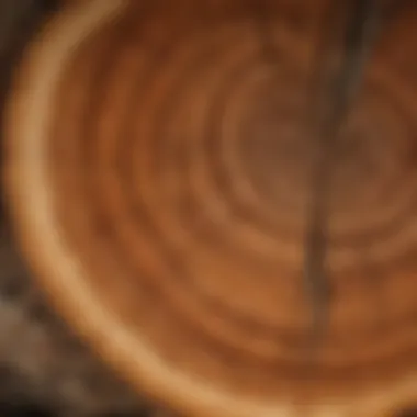Cross-section of a tree showcasing heartwood and sapwood layers