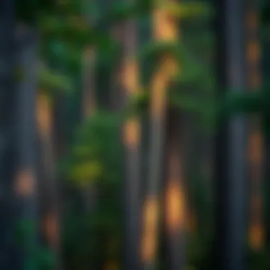 A scenic view of a lush forest showcasing various tree species.