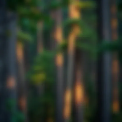 A scenic view of a lush forest showcasing various tree species.