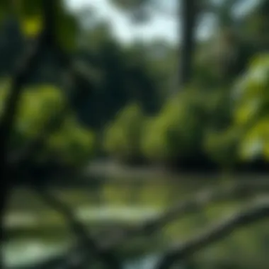 Illustration of carbon cycle in mangrove ecosystems