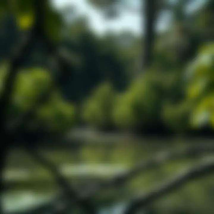 Illustration of carbon cycle in mangrove ecosystems