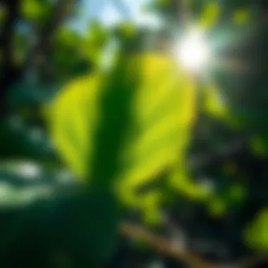 Close-up of mangrove leaves capturing sunlight