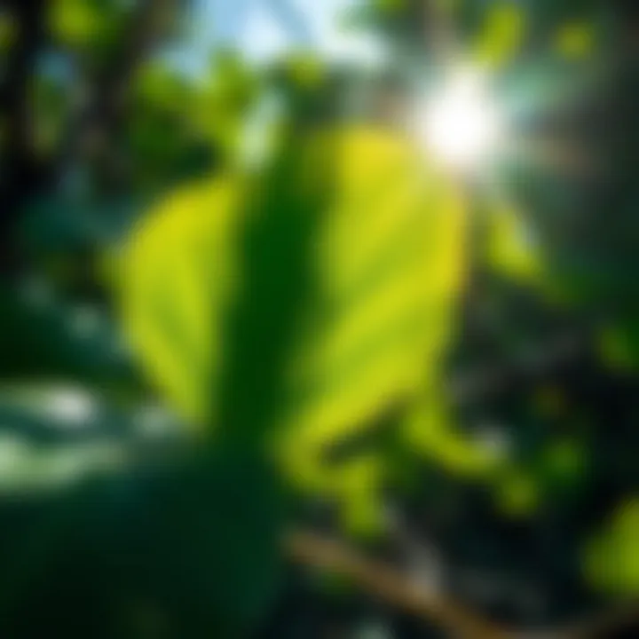 Close-up of mangrove leaves capturing sunlight
