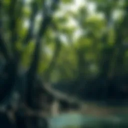 Lush mangrove forest showcasing its dense root systems