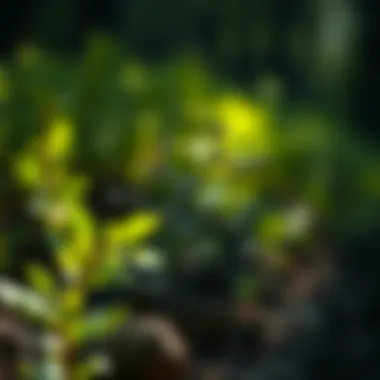 Chemical Composition of MCPA Ester Herbicides Chemical structure of MCPA ester herbicides