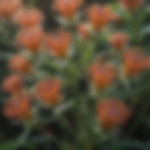 Close-up view of milkweed flowers showcasing their intricate structure.