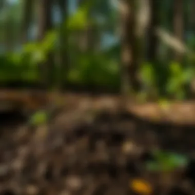 Healthy forest soil enriched with Osmocote