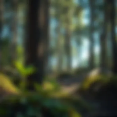 Sustainable forestry practices utilizing Osmocote