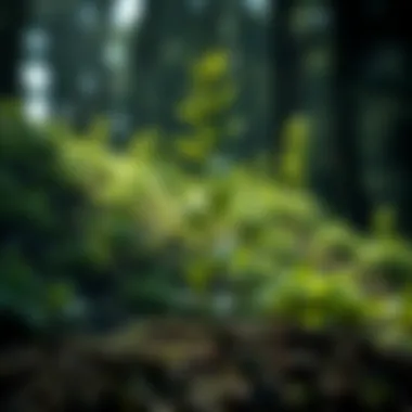 Visualization of plant growth with Osmocote application