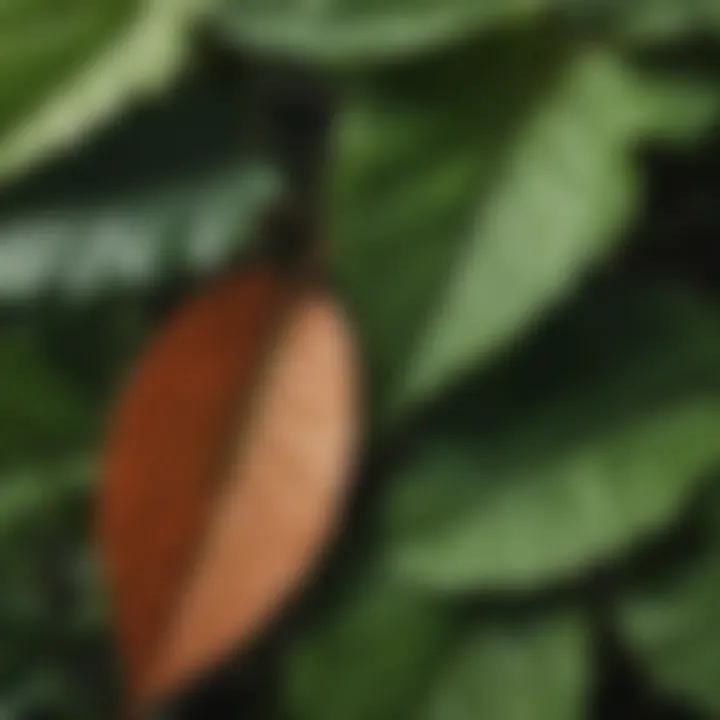 Close-up of poison ivy leaves showcasing their unique structure