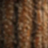 A close-up view of the pop corn tree's unique bark texture, highlighting its ecological traits.