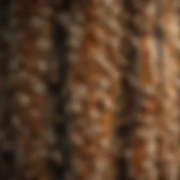 A close-up view of the pop corn tree's unique bark texture, highlighting its ecological traits.