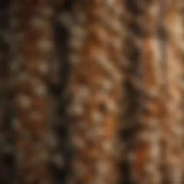 Detailed Bark Texture of the Pop Corn Tree A close-up view of the pop corn tree's unique bark texture, highlighting its ecological traits.