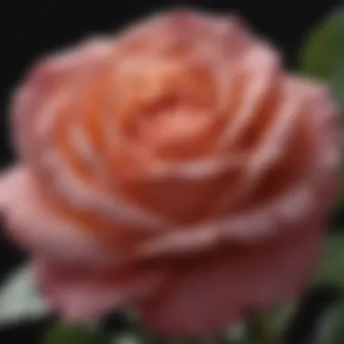 Close-up of a rare rose variety with intricate details