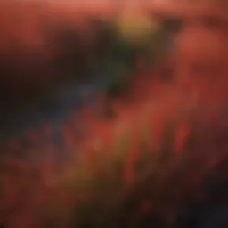 Close-up view of red feather grass showcasing its unique texture and color