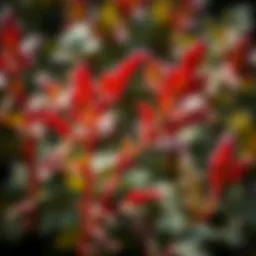 Close-up of red oak seedlings showcasing leaf structure