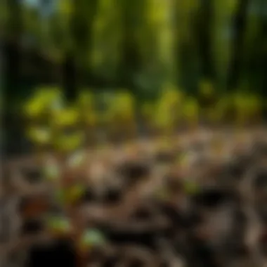 Red Oak Seedlings in Woodland Red oak seedlings planted in a woodland area