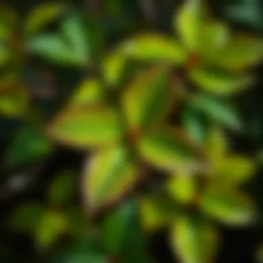 Close-up of poison ivy leaves showing their characteristic three-leaf structure