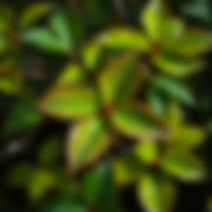 Close-up of poison ivy leaves showing their characteristic three-leaf structure