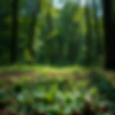 A serene outdoor setting emphasizing the importance of prevention and awareness in nature