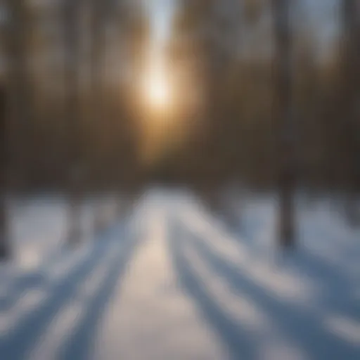 Installation of snow fence poles in a forested area