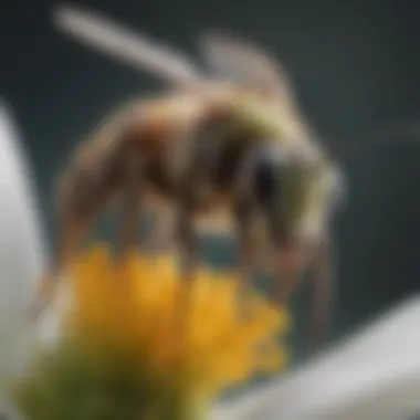 Close-up of a sweat bee on a flower