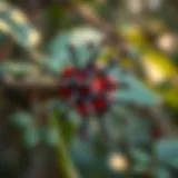 Chemical Structure of Tannins Chemical structure of tannins