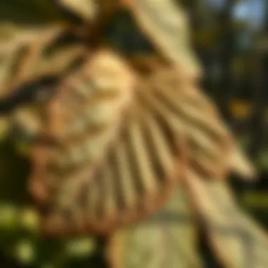 Textured Leaves of the Serviceberry Close-up of Serviceberry leaves highlighting their unique texture