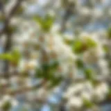 Serviceberry tree in full bloom showcasing delicate white flowers
