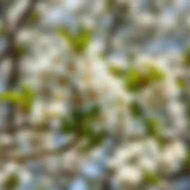 The Beauty of Serviceberry Blossoms Serviceberry tree in full bloom showcasing delicate white flowers