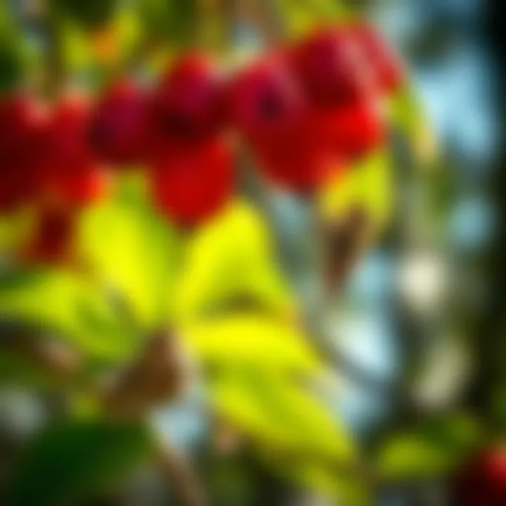 Ecological Interactions with Serviceberry Wildlife interacting with Serviceberry fruits, emphasizing ecological relations