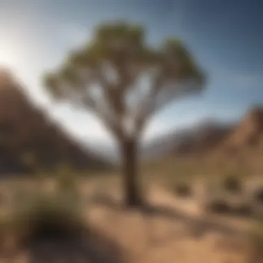 Adaptations of Joshua Trees in Arid Regions A depiction of the unique adaptations of Joshua Trees to arid environments.