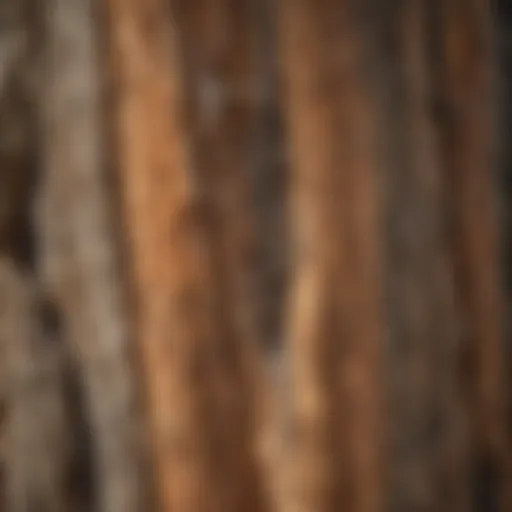 A close-up view of Joshua Tree bark showcasing its unique texture and resilience.