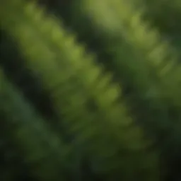 Close-up of the lush fronds of the western sword fern showcasing its vibrant green color.