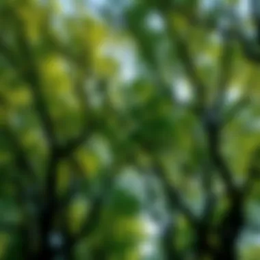 Close-up of urban trees contributing to air quality