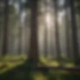 Lush pine forest in Ward, Colorado showcasing diverse tree species