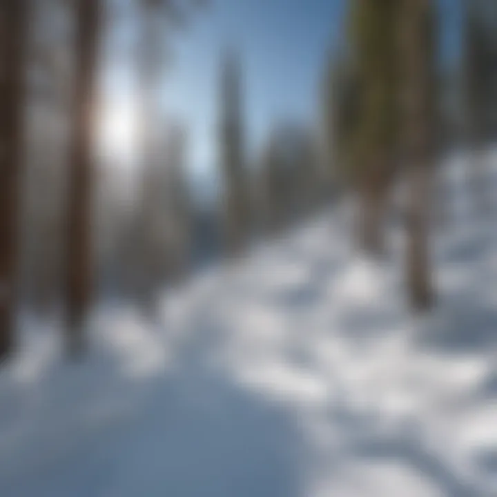 Skiers enjoying a guided backcountry experience