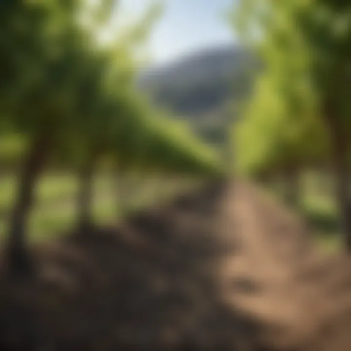 The picturesque Washoe region landscape showcasing ideal grape-growing conditions