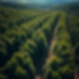 Aerial view of a lush forest demonstrating effective erosion control techniques
