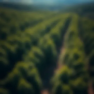 Aerial View of Erosion Control in Forests Aerial view of a lush forest demonstrating effective erosion control techniques